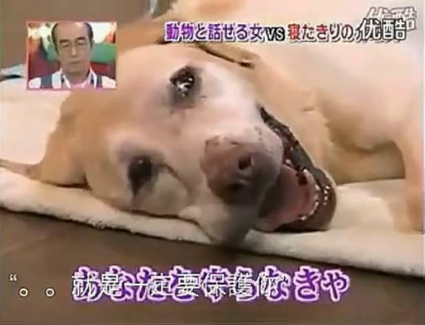 要讓人類聽懂動物的語言，AI還需克服哪些難題？