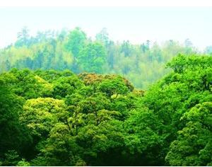 全國(guó)碳市場(chǎng)開(kāi)始階段不搞期貨，不征碳稅，增加林業(yè)碳匯交易