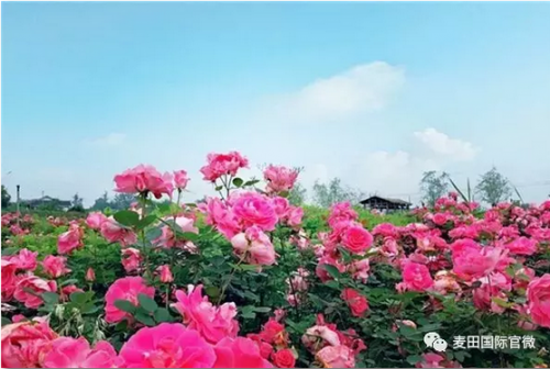 麥田國(guó)際——麥田里的守望者，“互聯(lián)網(wǎng)+農(nóng)業(yè)”的先行者