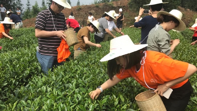 這片北緯30°的優(yōu)質(zhì)茶園，探索了產(chǎn)業(yè)扶貧擁抱“互聯(lián)網(wǎng)+“新路