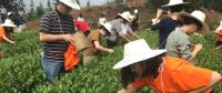 這片北緯30°的優(yōu)質(zhì)茶園，探索了產(chǎn)業(yè)扶貧擁抱“互聯(lián)網(wǎng)+“新路
