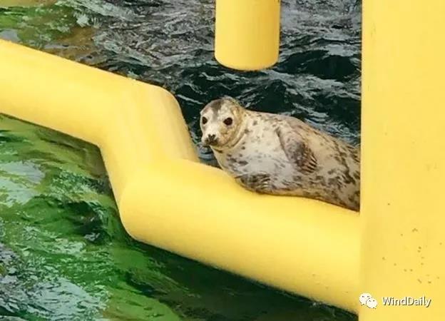 海上風電破壞海洋生態(tài)？海豹：想多了！